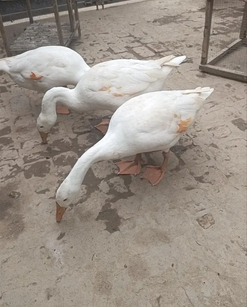Long neck ducks (Hans)