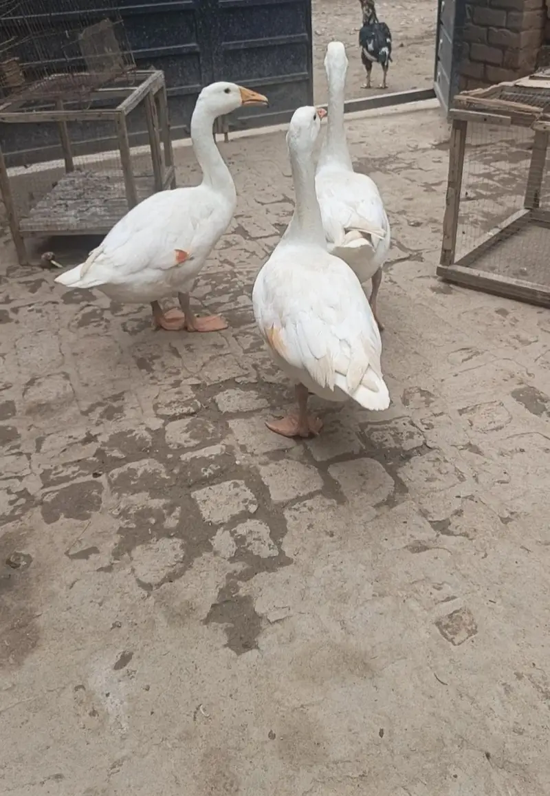 Long neck ducks (Hans) — photo 2