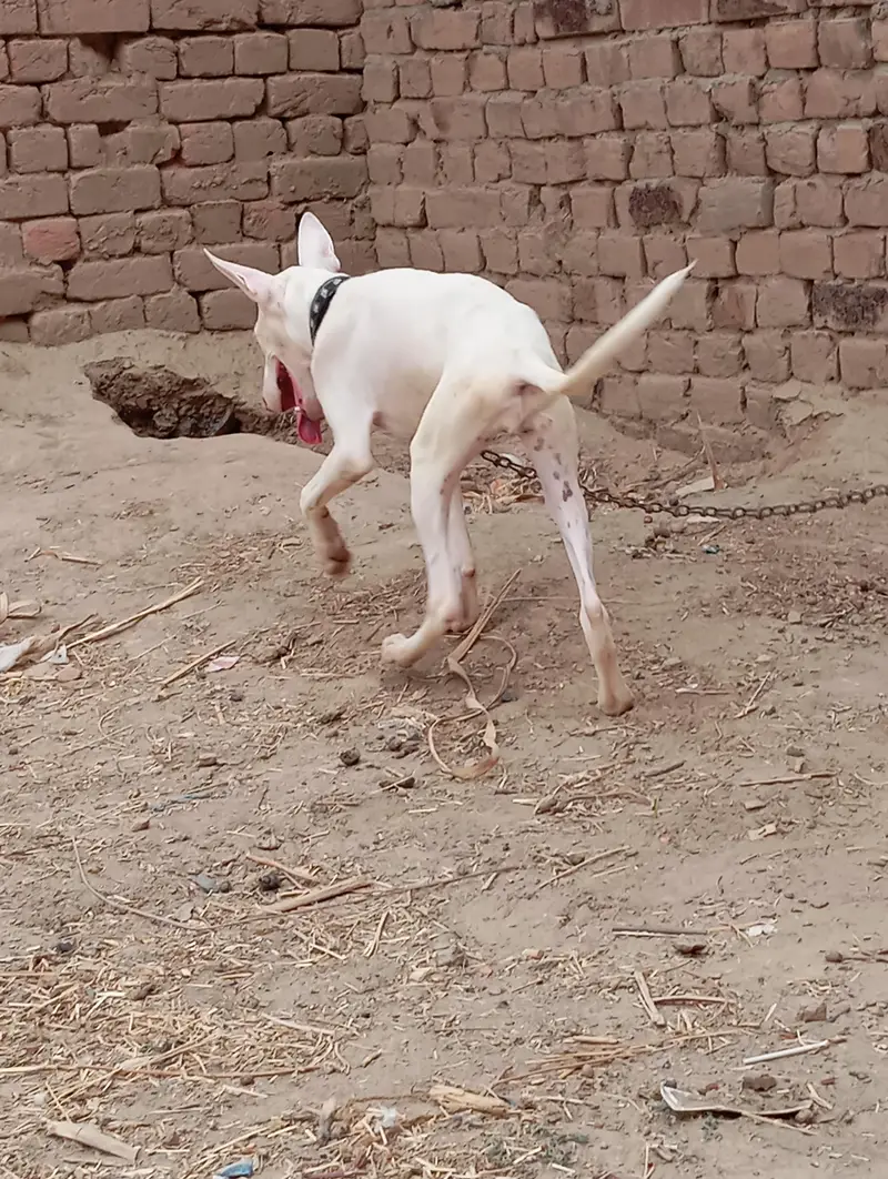 kahati gultair female location Faisalabad contact number 0301 2740 806 — photo 3