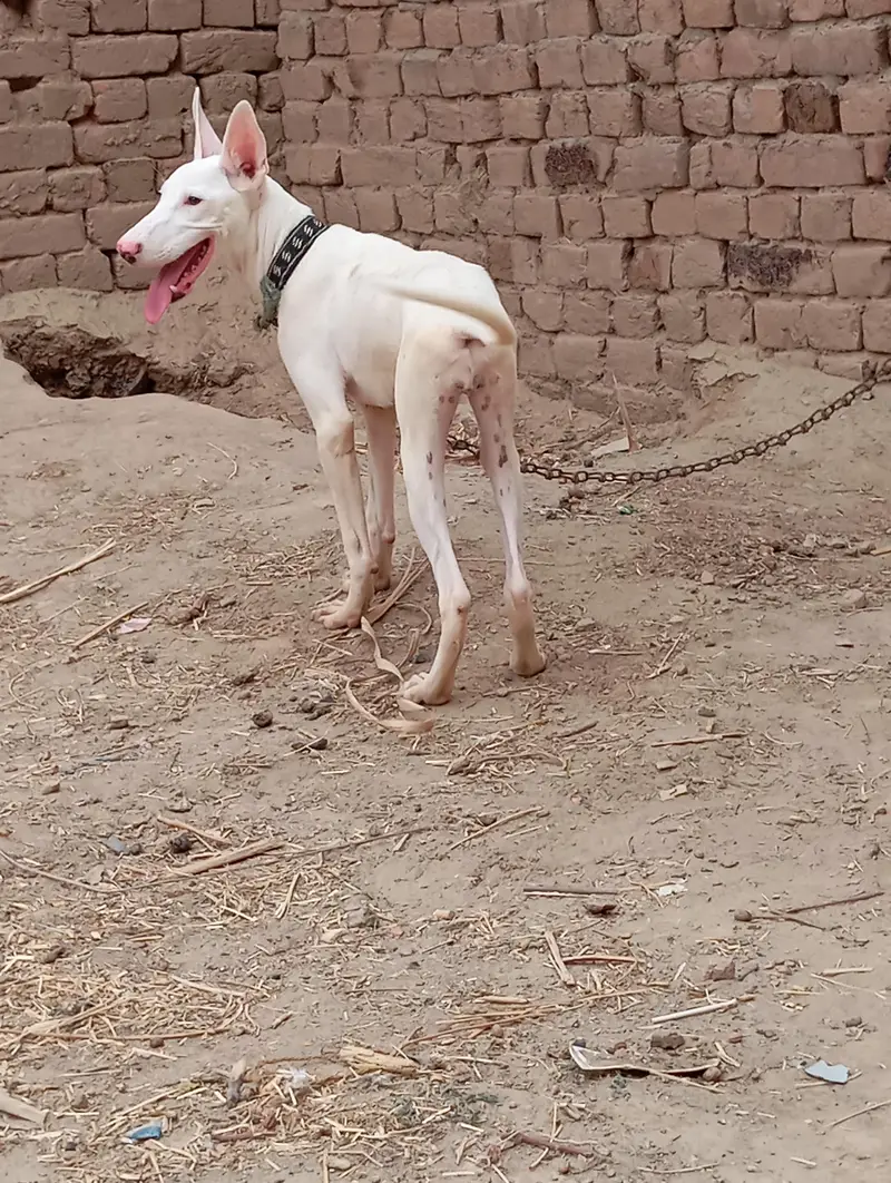kahati gultair female location Faisalabad contact number 0301 2740 806 — photo 4