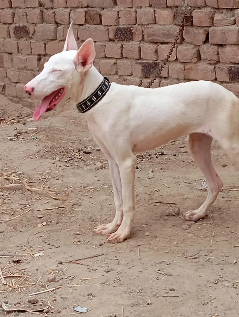 kahati gultair female location Faisalabad contact number 0301 2740 806 — photo 5