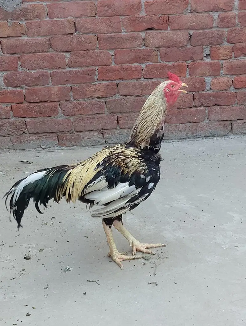 Aseel murga — photo 2