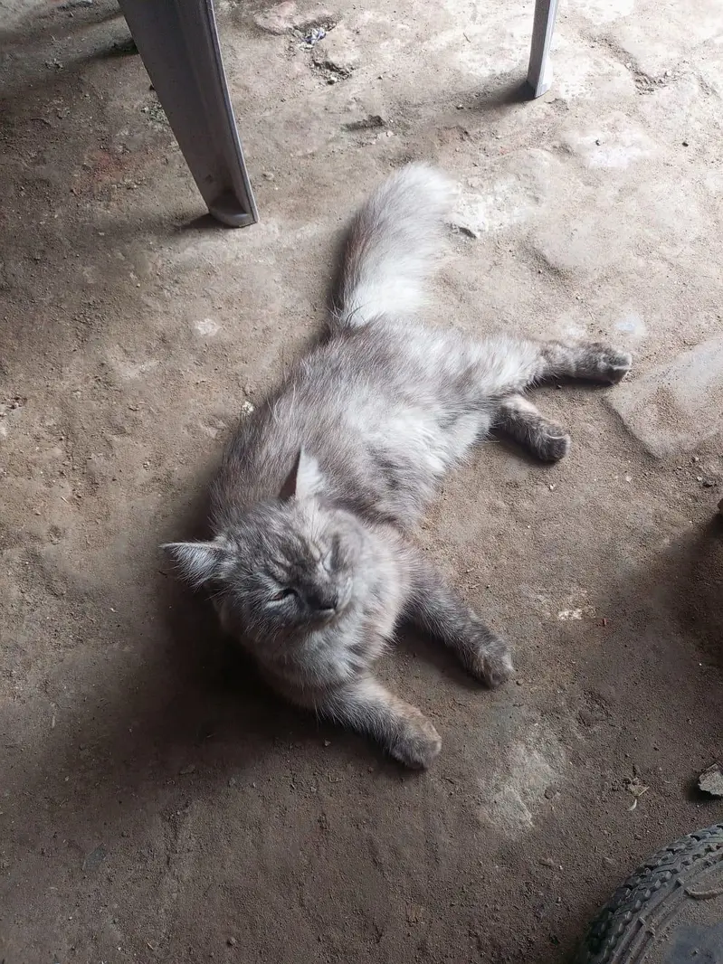 balidar cast — photo 8