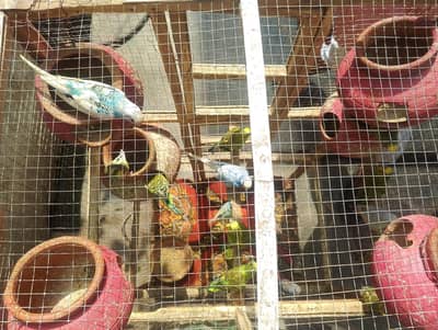 18 Budgies adult and cage for sale