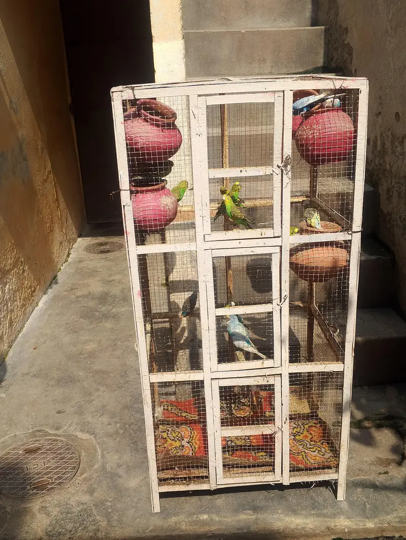 18 Budgies adult and cage for sale — photo 2