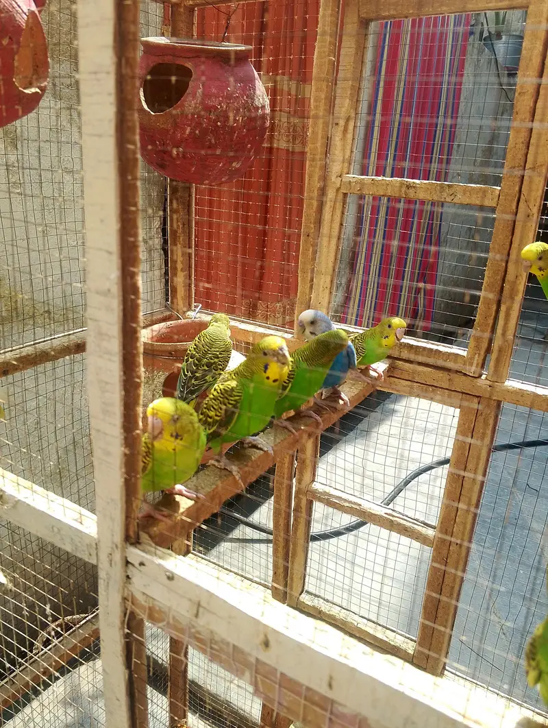 18 Budgies adult and cage for sale — photo 3