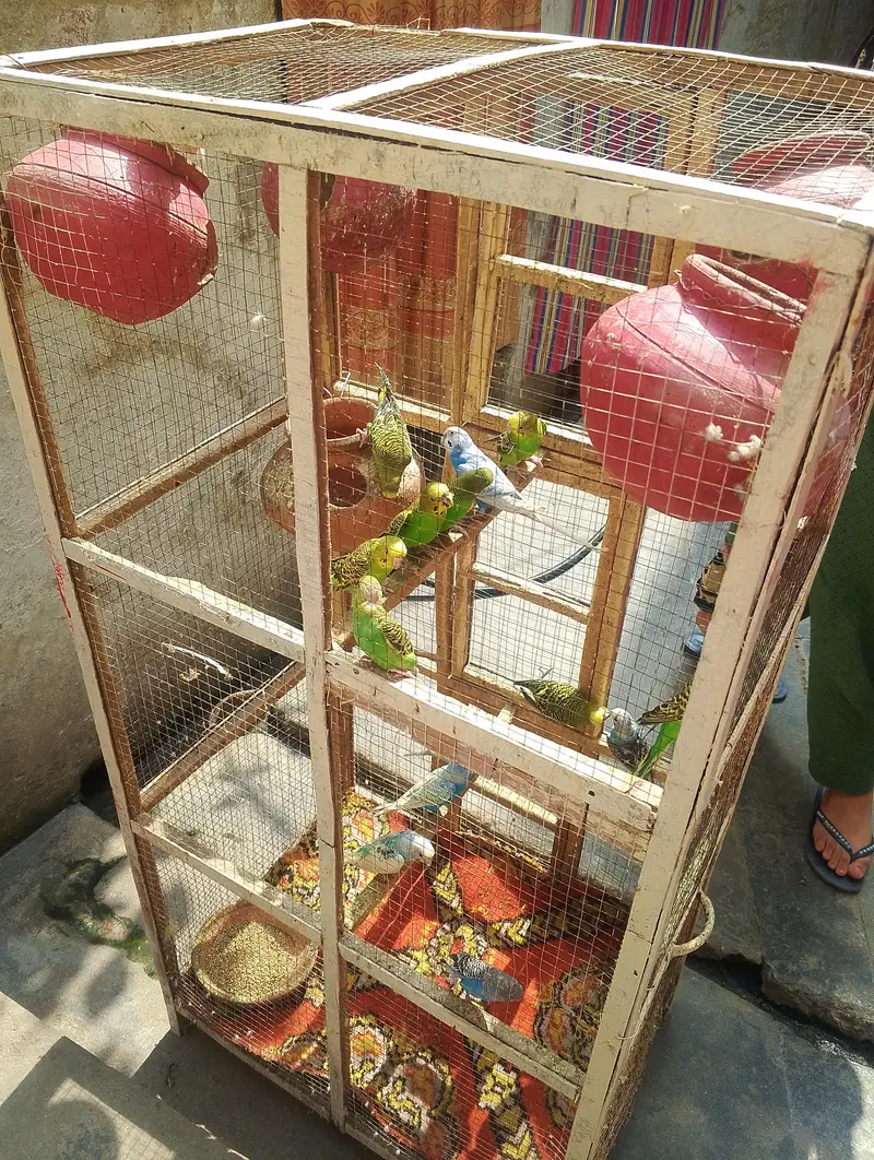 18 Budgies adult and cage for sale — photo 4