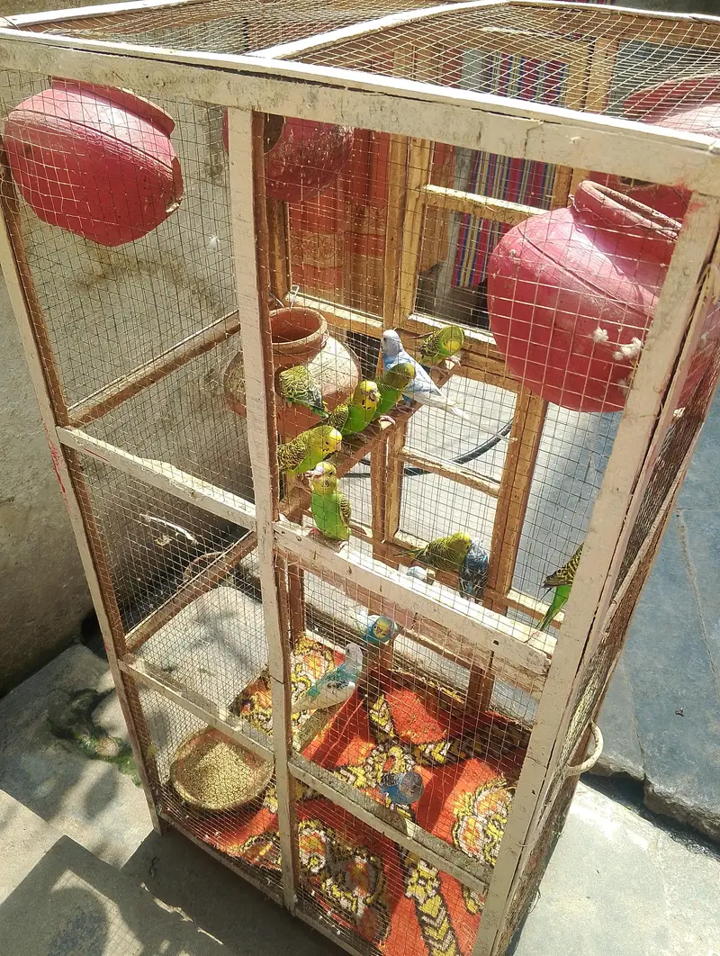 18 Budgies adult and cage for sale — photo 5