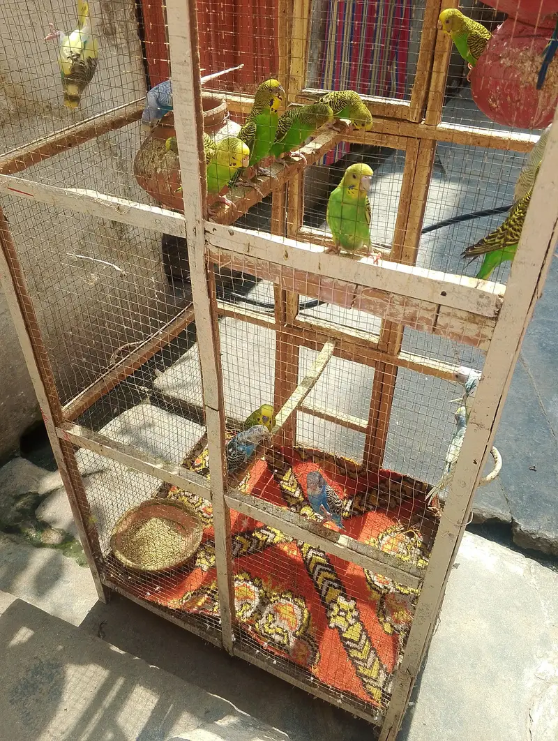 18 Budgies adult and cage for sale — photo 6