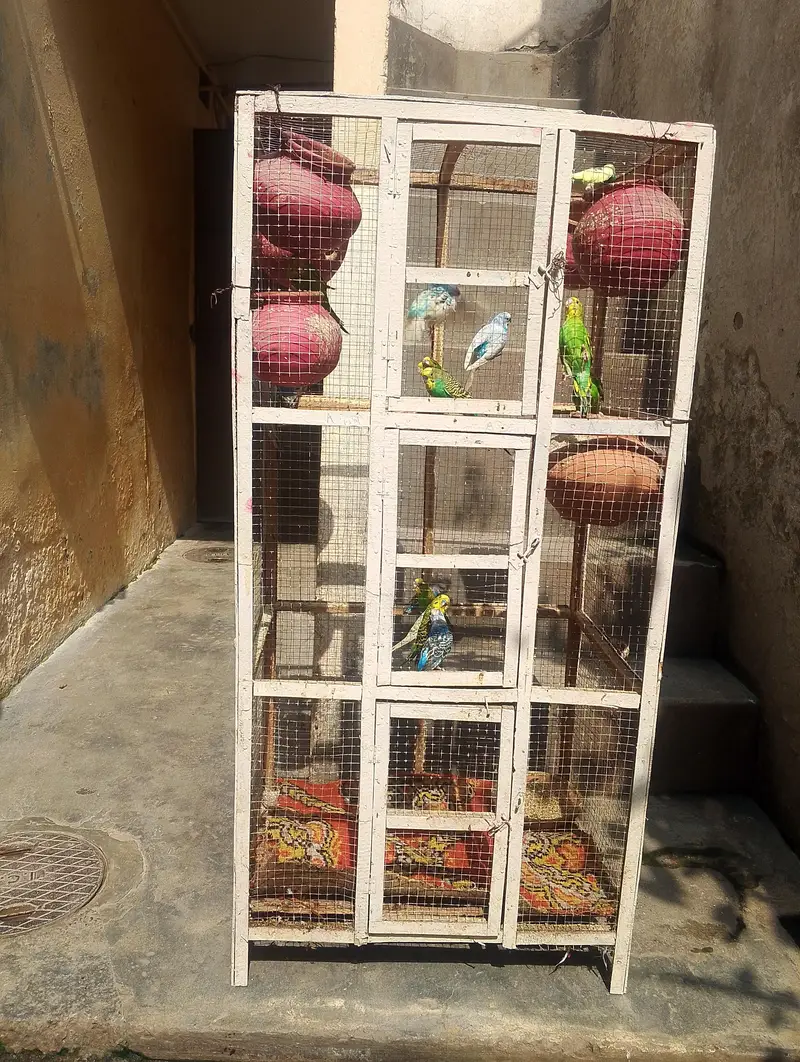 18 Budgies adult and cage for sale — photo 7