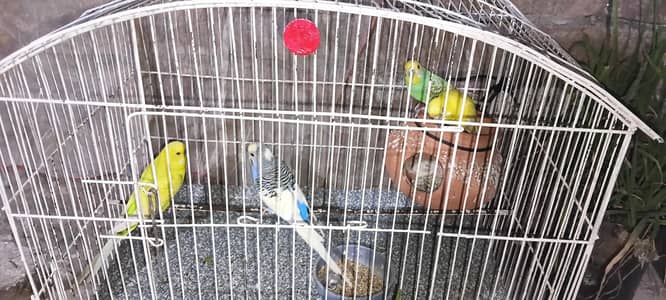 2 pair budgie