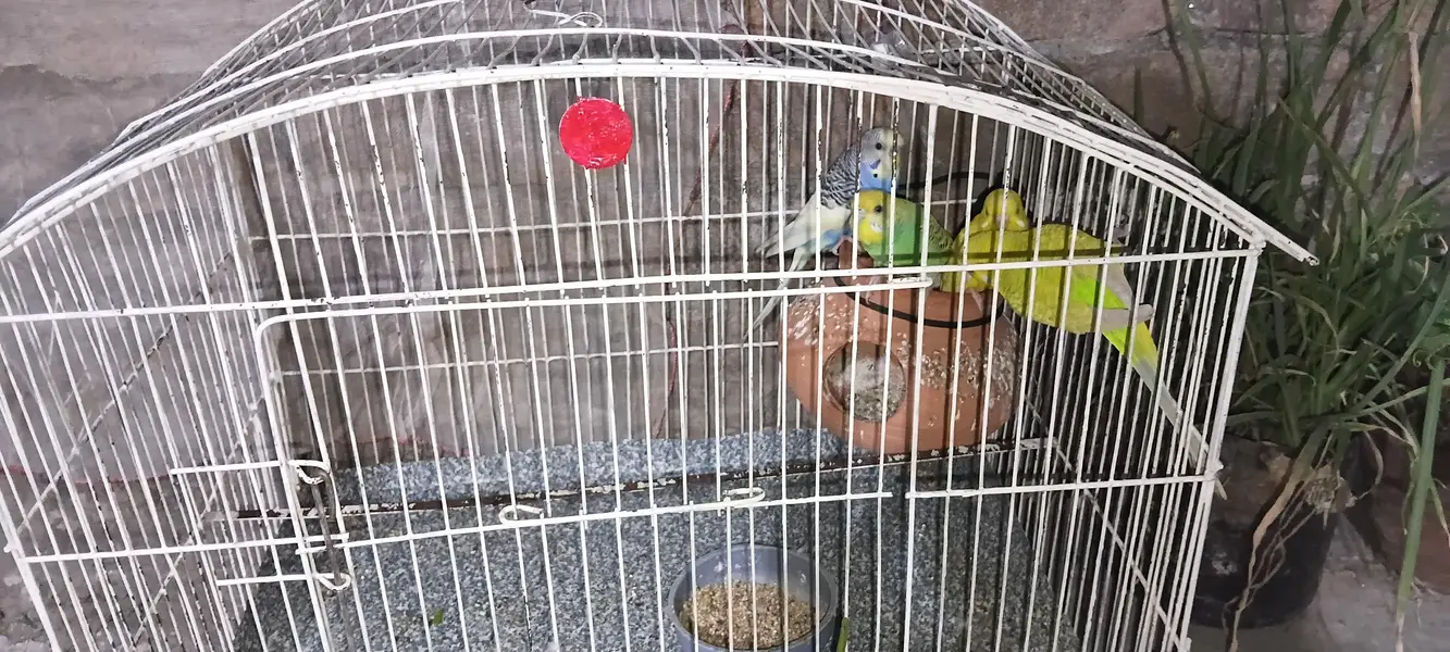 2 pair budgie — photo 2