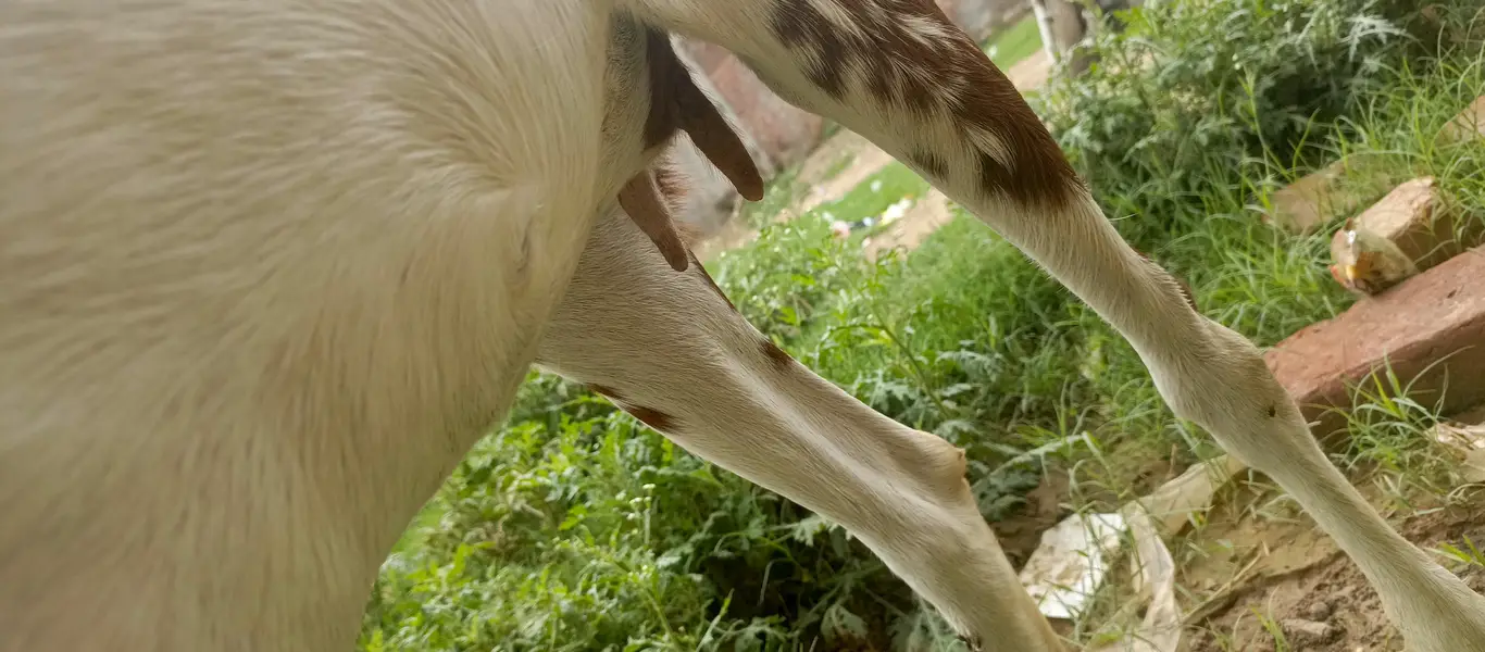 bakri Makkhi chini Teri Man ki gaban — photo 2