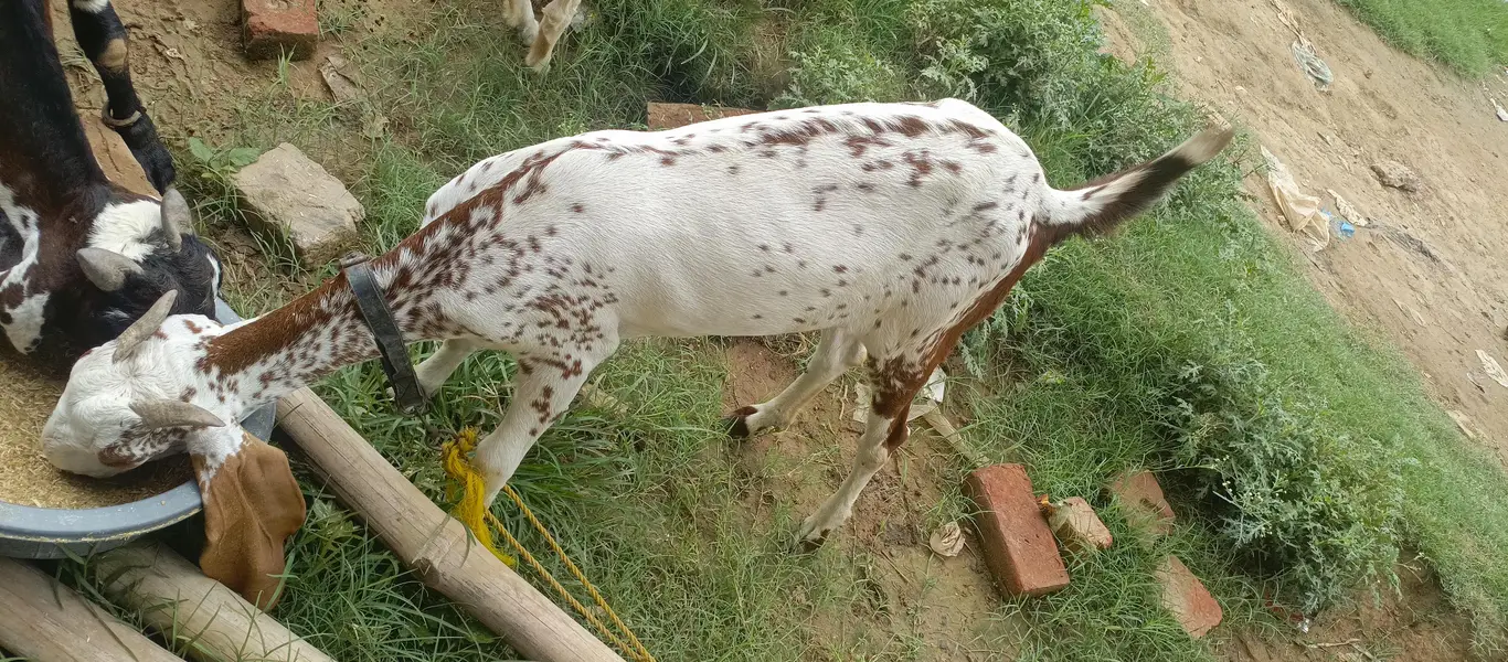 bakri Makkhi chini Teri Man ki gaban — photo 3