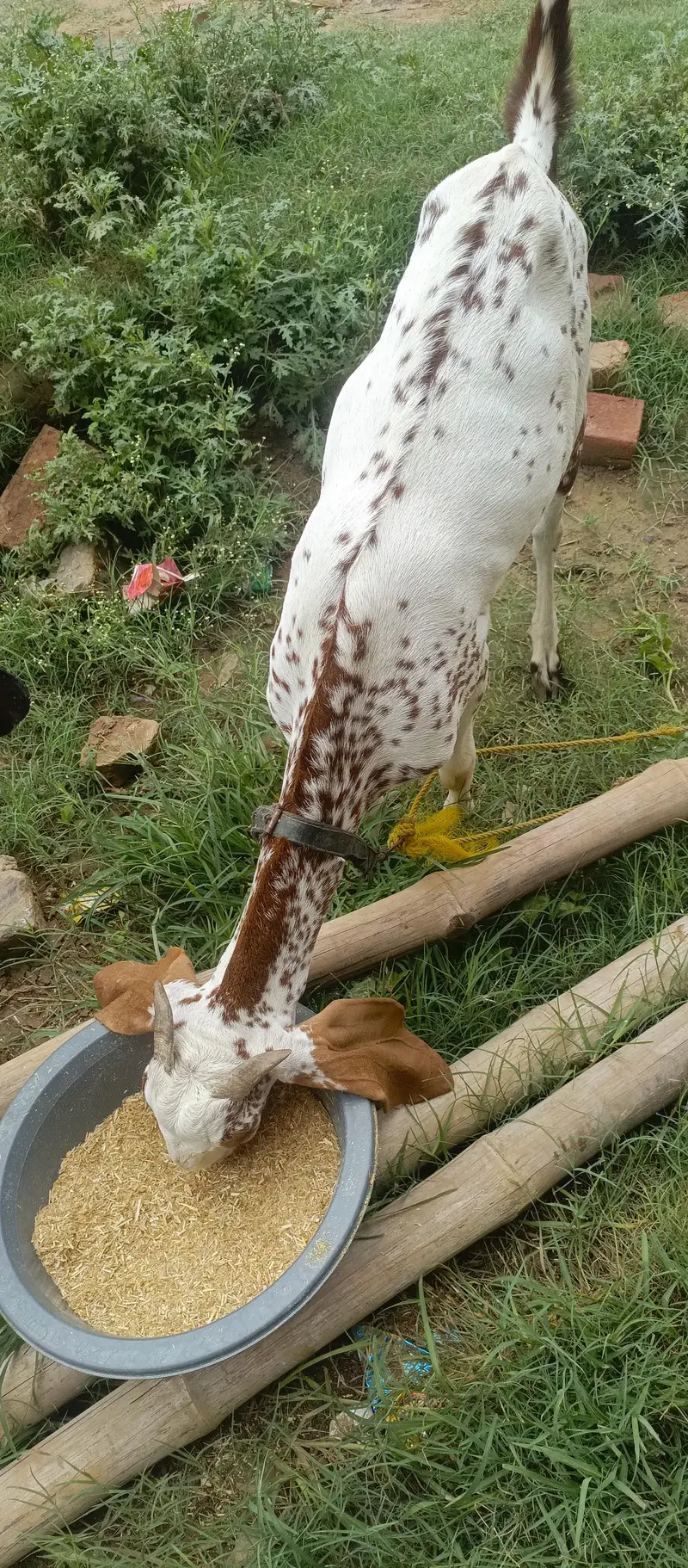 bakri Makkhi chini Teri Man ki gaban — photo 4