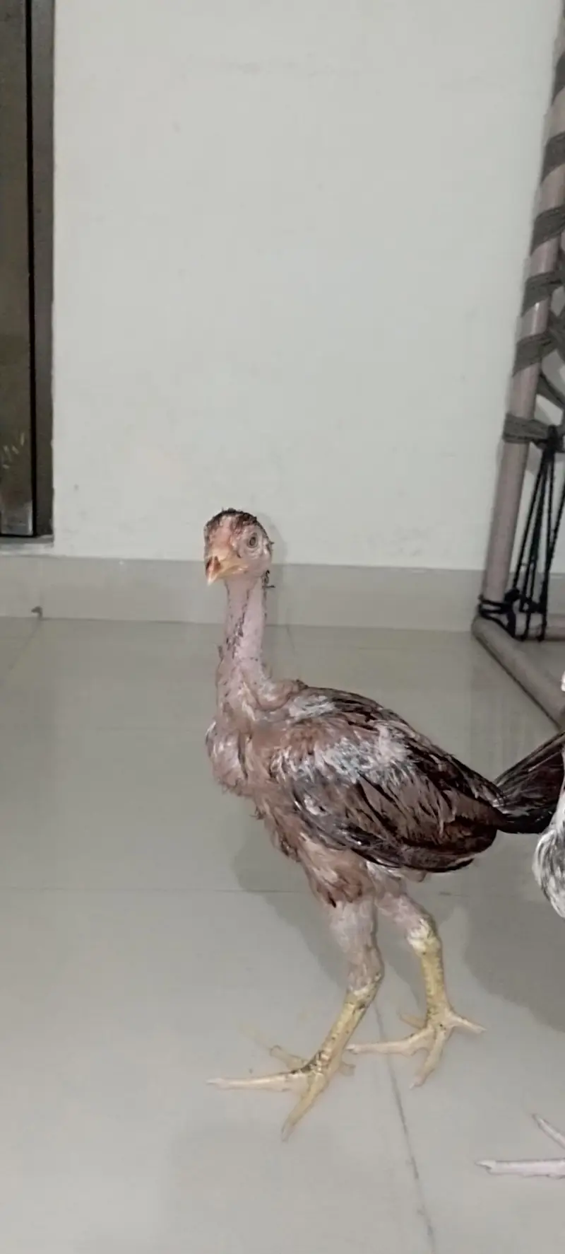 aseel chicks — photo 2