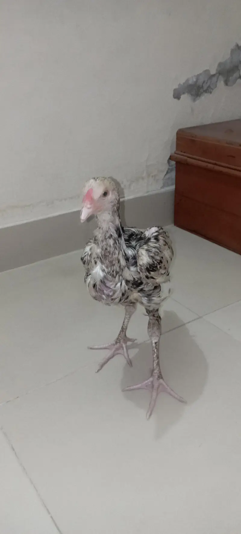 aseel chicks — photo 5
