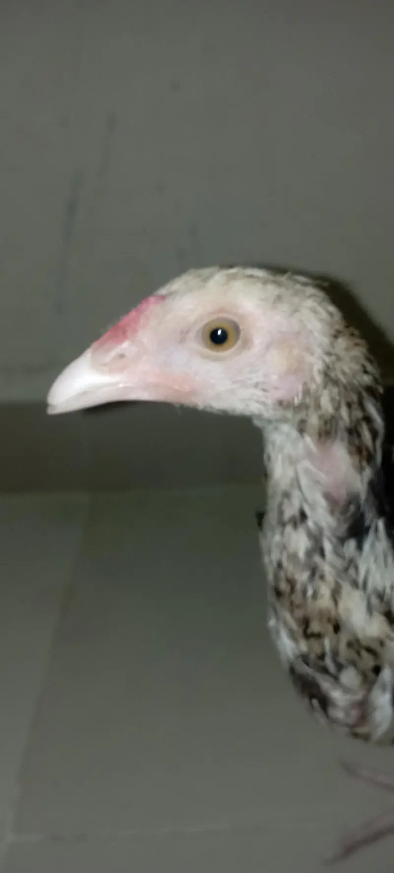 aseel chicks — photo 6