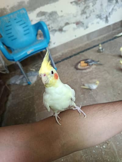 hand tame breader for sale