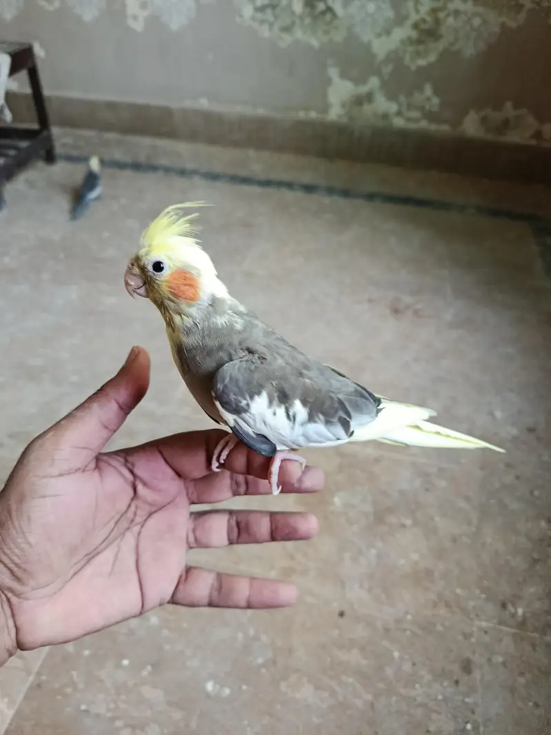 hand tame breader for sale — photo 2