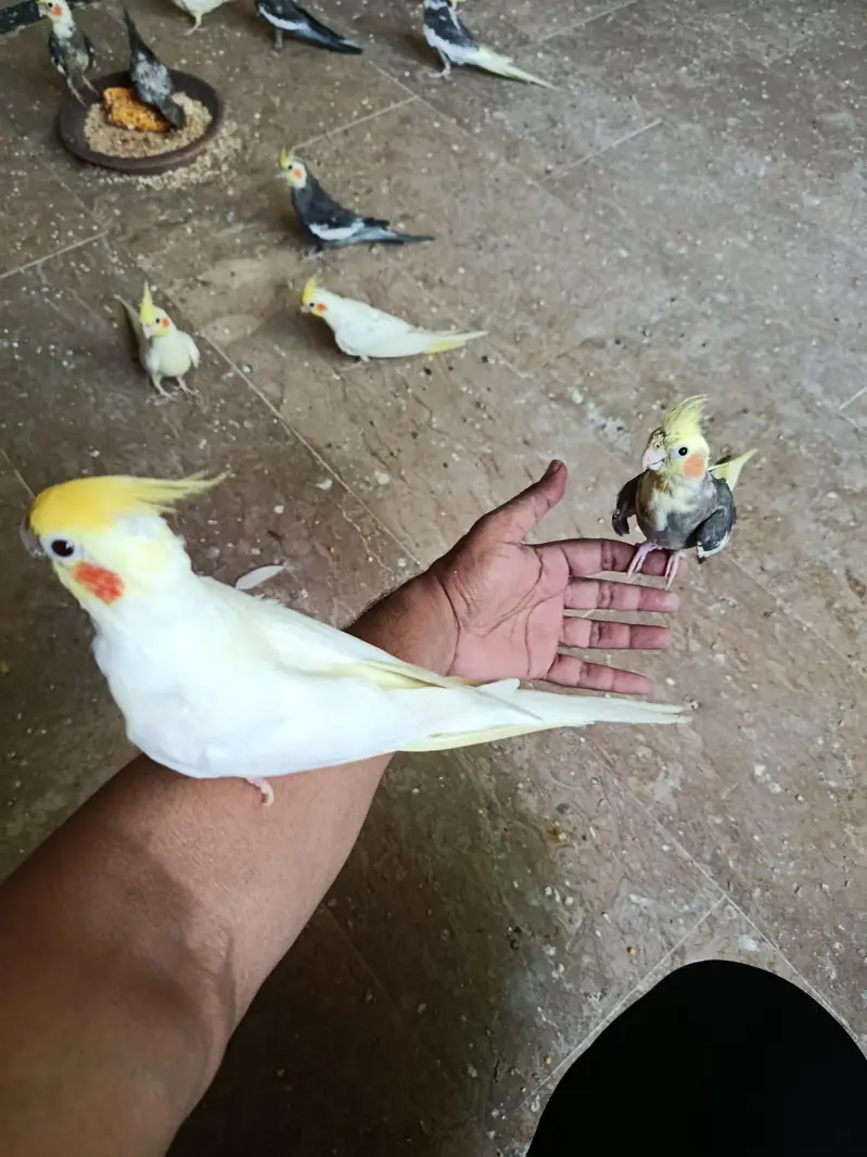 hand tame breader for sale — photo 3