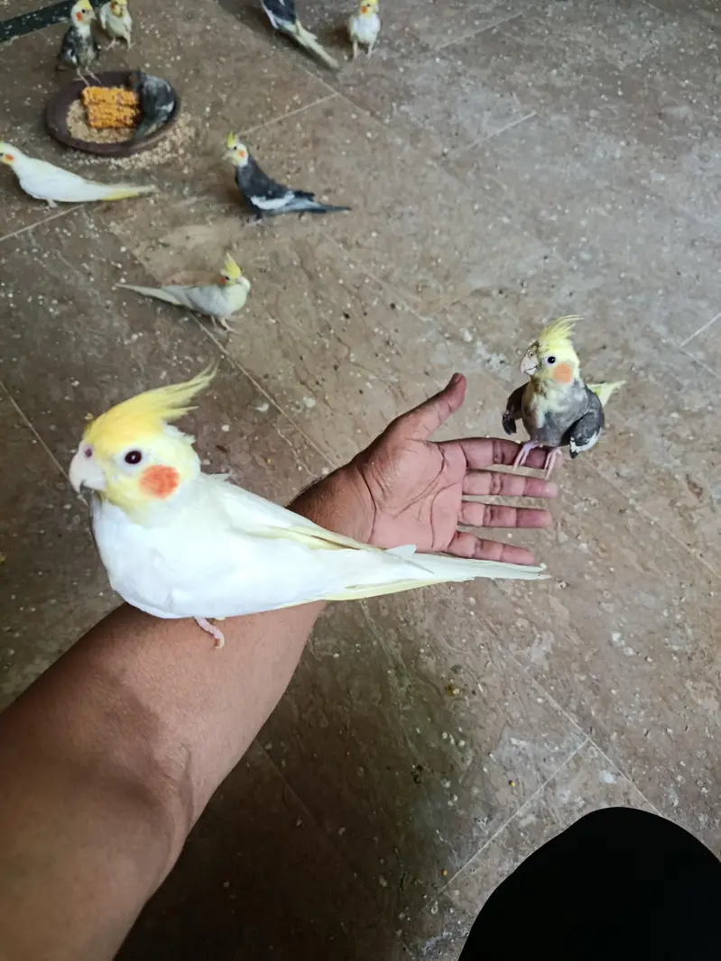 hand tame breader for sale — photo 4