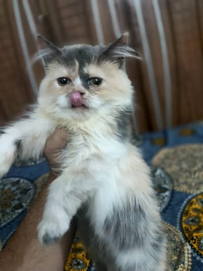 calico female kitens