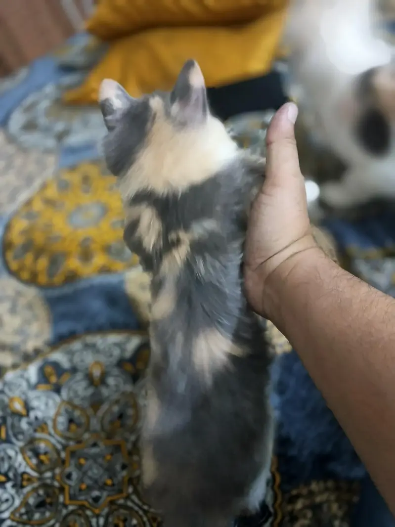 calico female kitens — photo 3