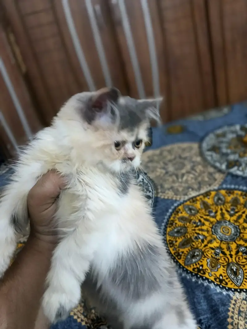 calico female kitens — photo 4