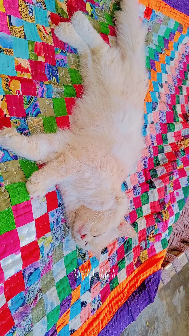 urgent sale karni hai sari — photo 2