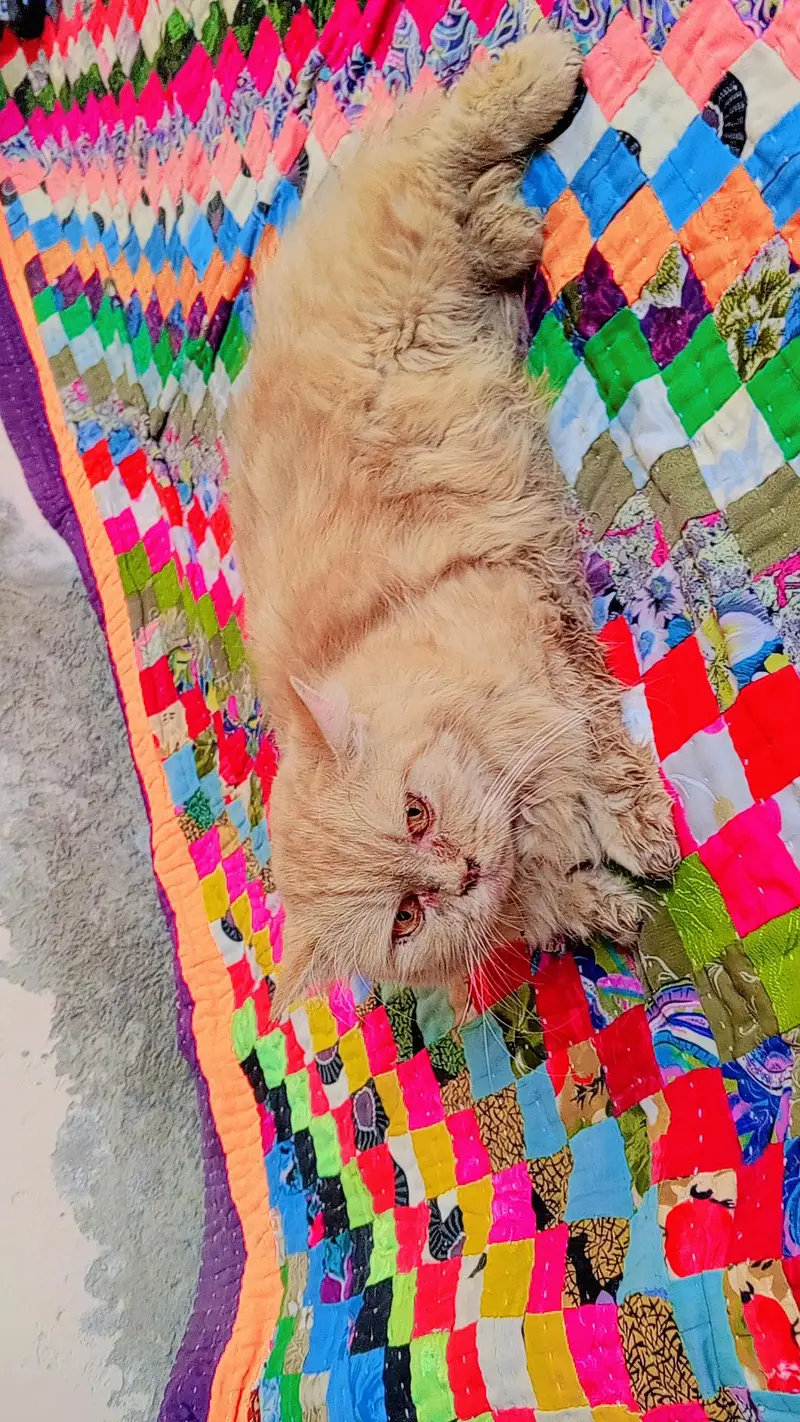 urgent sale karni hai sari — photo 3