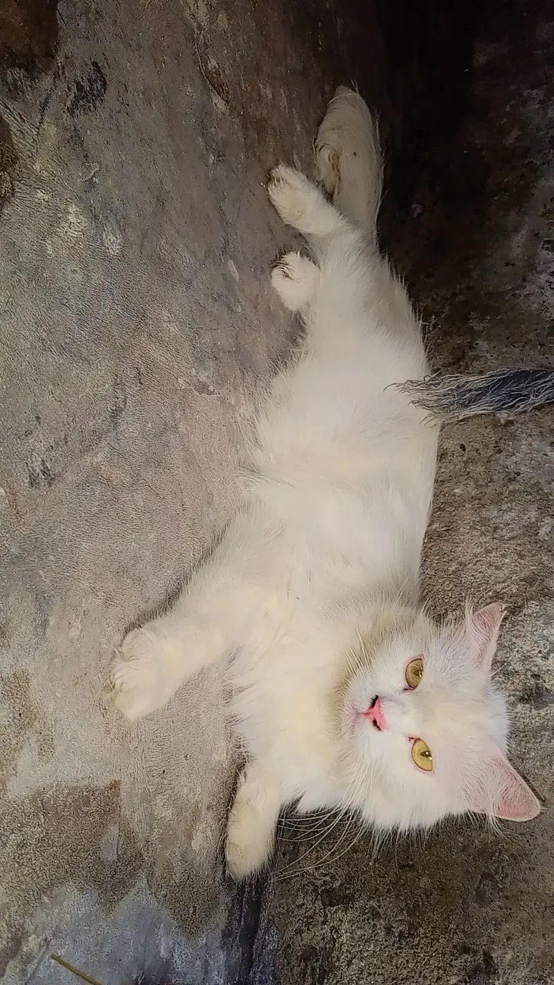 urgent sale karni hai sari — photo 7