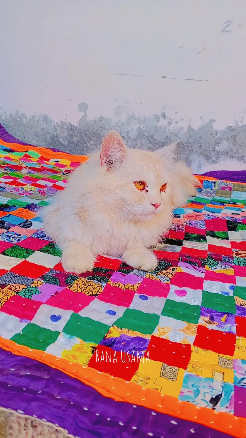 urgent sale karni hai sari — photo 9