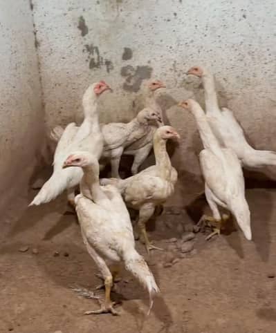 Pure White German Shamo | Shamo Murgha | Shamo Chick |Asil Shamo| مرغا