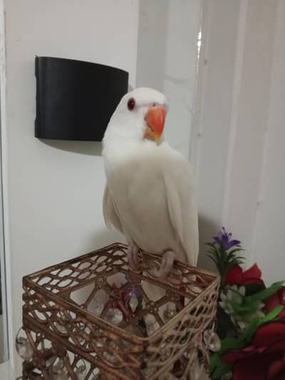 white ringneck