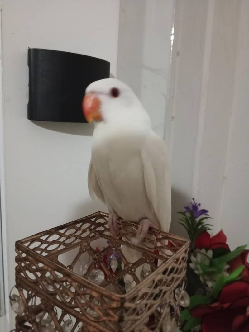 white ringneck 1