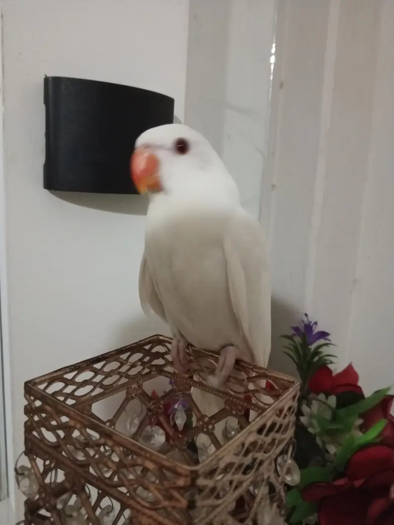 white ringneck — photo 2