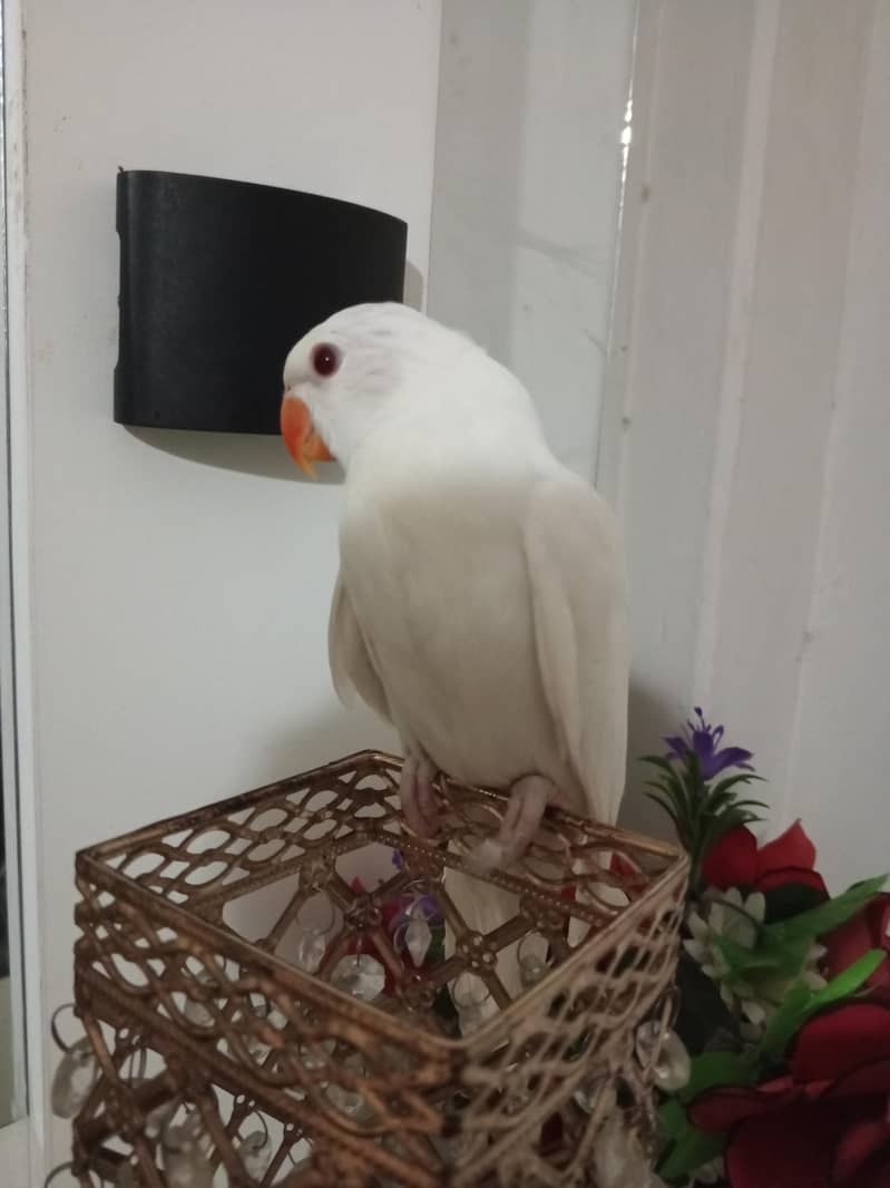 white ringneck 2