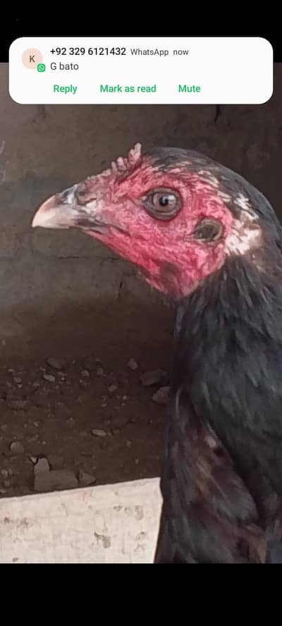 aseel thai murgi for sale