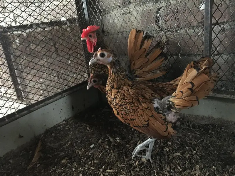 Golden sebright trio for sale — photo 2