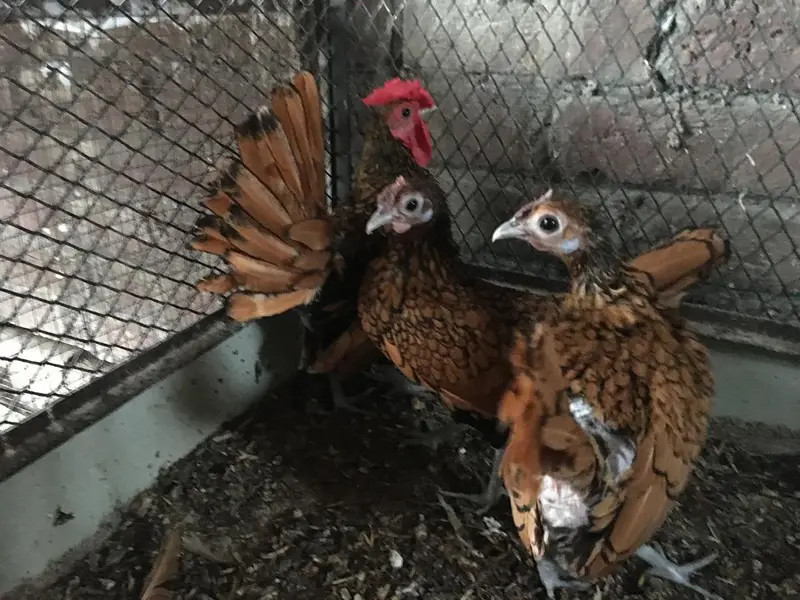 Golden sebright trio for sale — photo 3