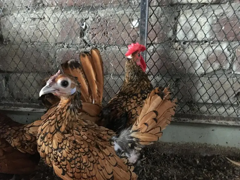 Golden sebright trio for sale — photo 4