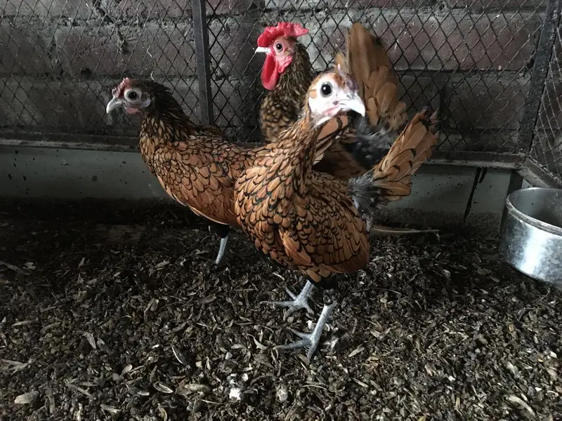 Golden sebright trio for sale — photo 5