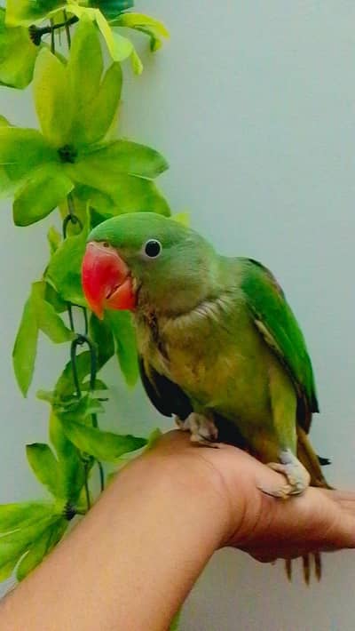 Pahari Alexander Parrot