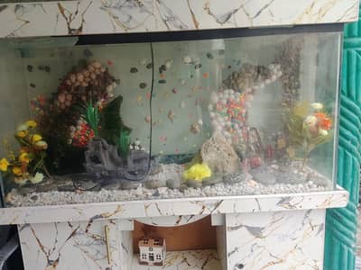 Fish Aquarium
