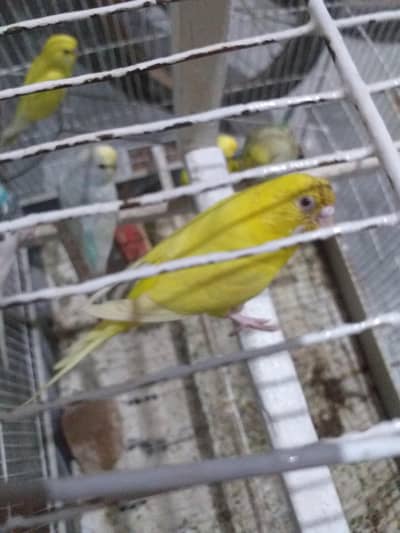 Lotion Red eyes Breeder Female