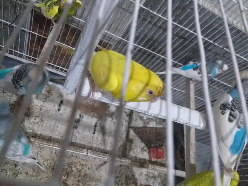 Lotion Red eyes Breeder Female — photo 2
