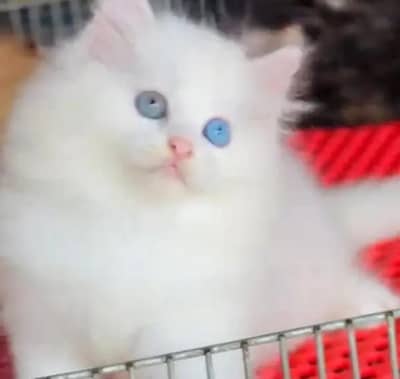 (Persian female kitten) (for sale all) (Pakistan delivery available)