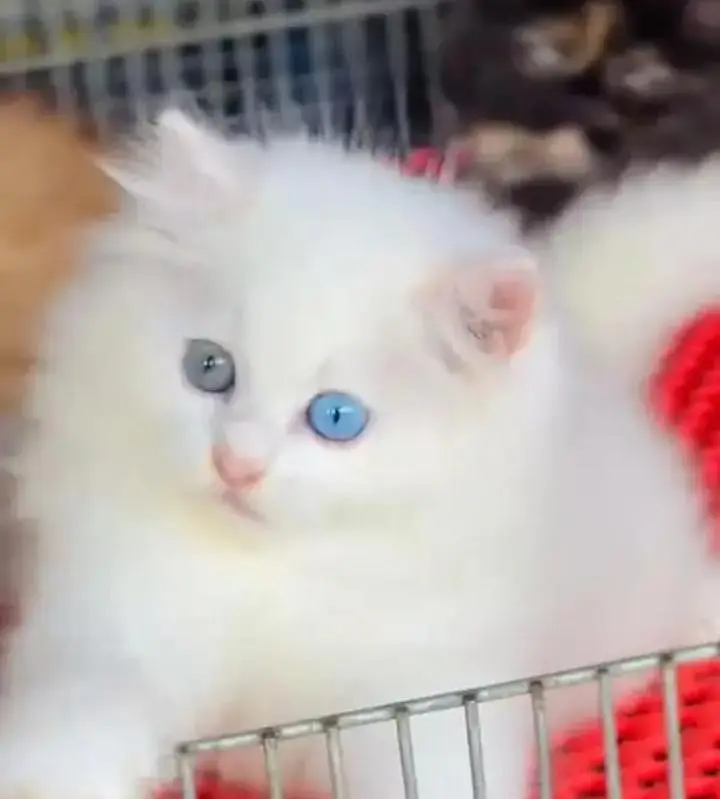 (Persian female kitten) (for sale all) (Pakistan delivery available) — photo 2