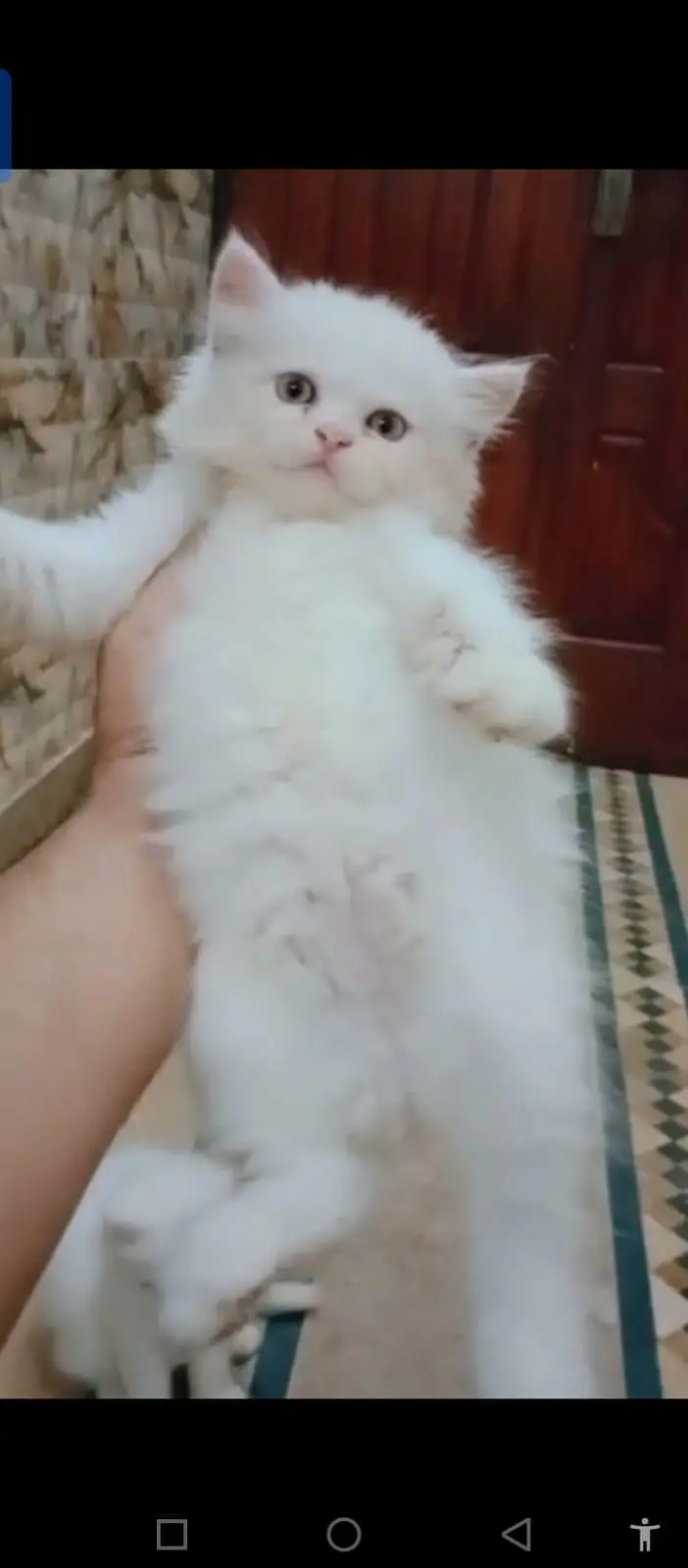 Persian cat for sale male or female my WhatsApp number 030=46=39=26=68 — photo 2
